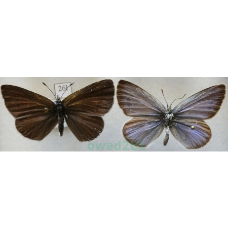 Glaucopsyche alexis (Poda, 1761) pair Modraszek aleksis Bulgaria26l